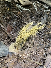 Penicilliopsis clavariiformis