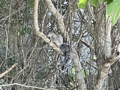 Sciurus yucatanensis