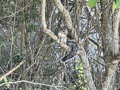 Sciurus yucatanensis