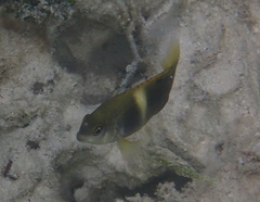 Valenciennea longipinnis