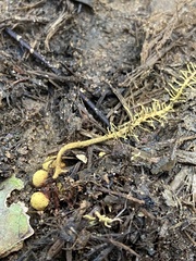 Penicilliopsis clavariiformis