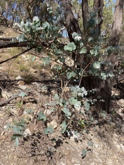 Eucalyptus goniocalyx