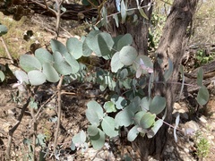 Eucalyptus goniocalyx
