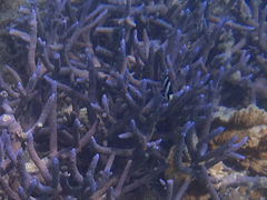 Acropora muricata