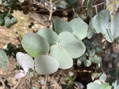 Eucalyptus goniocalyx