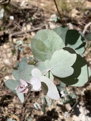 Eucalyptus goniocalyx