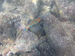 Thalassoma trilobatum