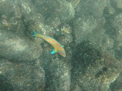 Thalassoma trilobatum