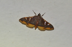 Prophantis