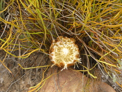 Protea scorzonerifolia