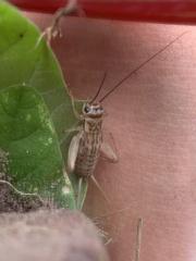 Gryllodes sigillatus