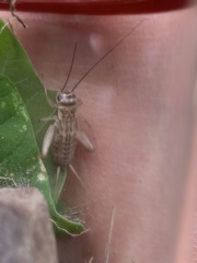 Gryllodes sigillatus