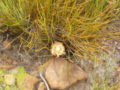 Protea scorzonerifolia