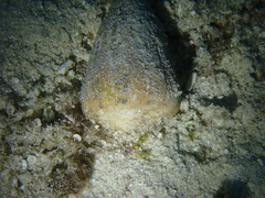 Conus pulicarius