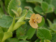 Murdannia lanuginosa