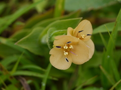 Murdannia lanuginosa