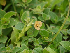 Murdannia lanuginosa