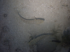 Valenciennea longipinnis