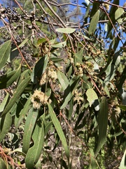 Eucalyptus goniocalyx