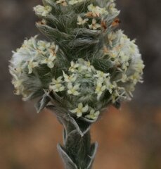 Pimelea argentea