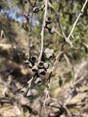 Eucalyptus goniocalyx