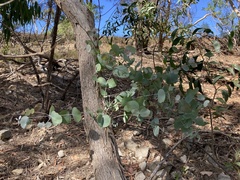 Eucalyptus goniocalyx
