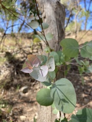 Eucalyptus goniocalyx