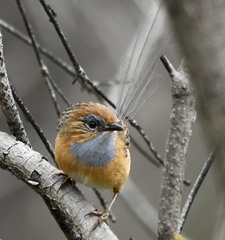 Stipiturus malachurus