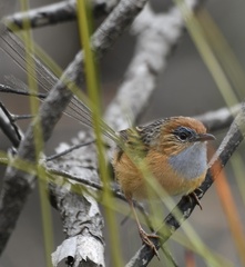 Stipiturus malachurus