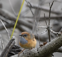 Stipiturus malachurus