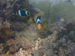 Amphiprion chrysopterus
