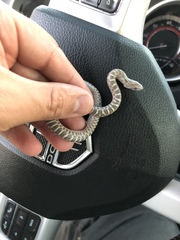 Arizona elegans elegans