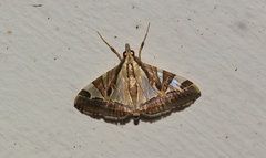 Agrioglypta