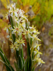Struthiola ciliata