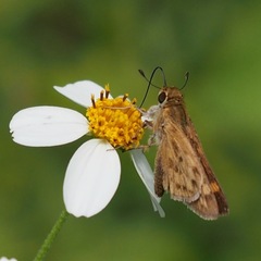 Hylephila phyleus phyleus