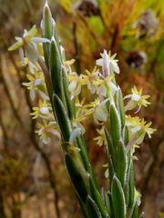 Struthiola ciliata