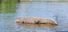 Crocodylus palustris