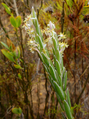 Struthiola ciliata