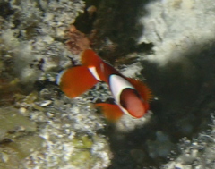 Amphiprion barberi
