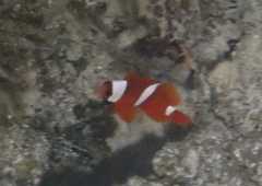Amphiprion barberi