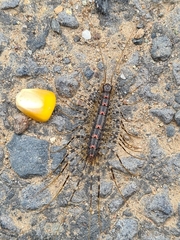 Allothereua maculata