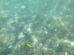 Chaetodon quadrimaculatus
