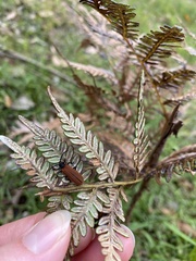 Trichalus semicostatus