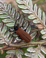 Trichalus semicostatus