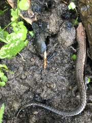 Lampropholis delicata