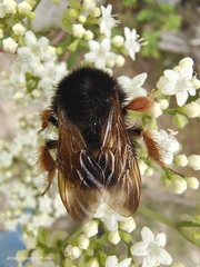 Bombus eximius