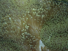 Stichodactyla mertensii