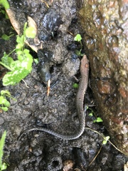 Lampropholis delicata