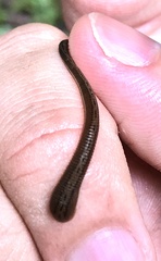 Haemadipsa picta