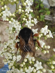 Bombus eximius